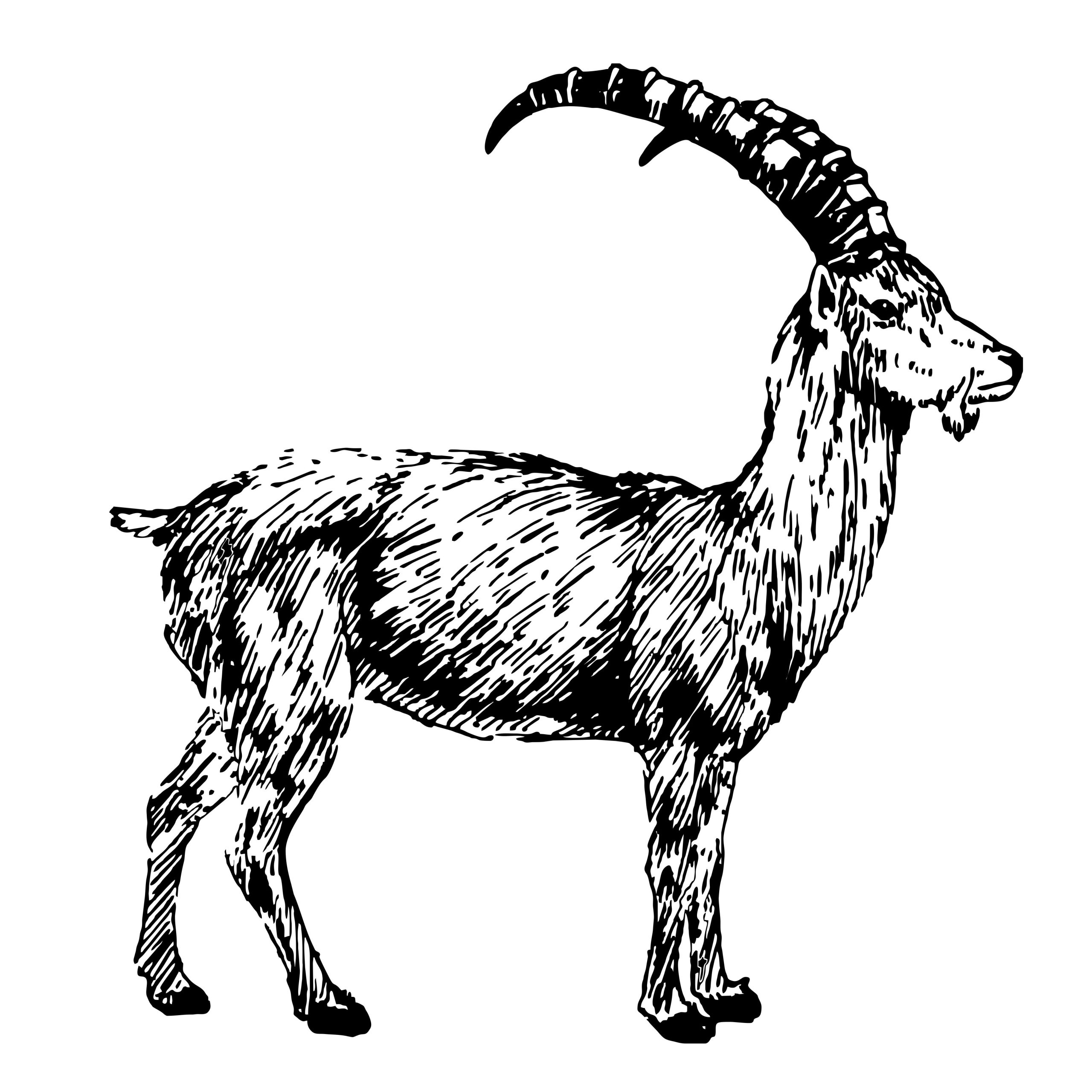 Bouquetin