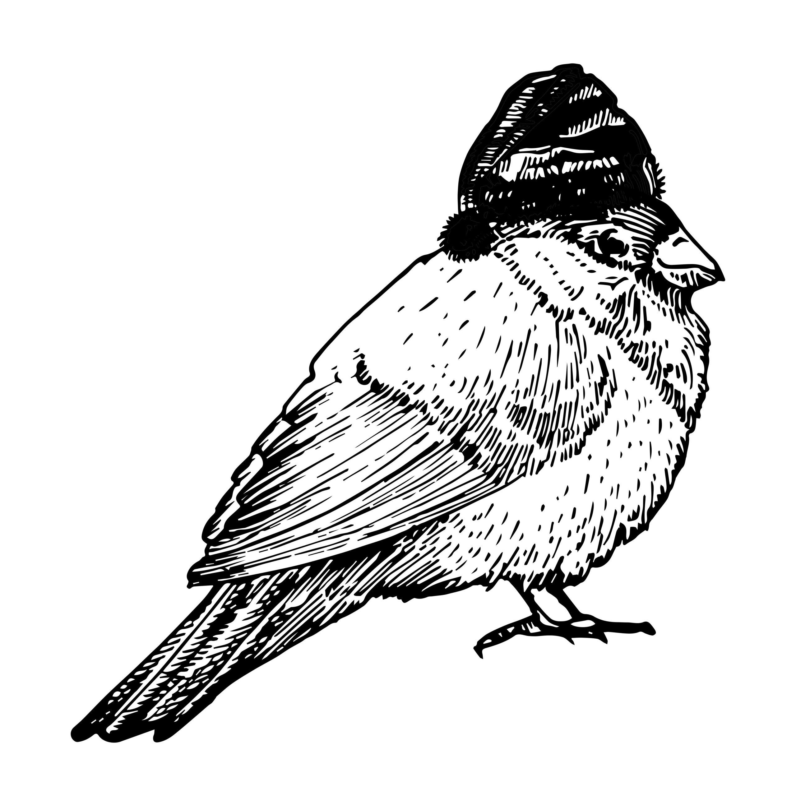 Oiseau