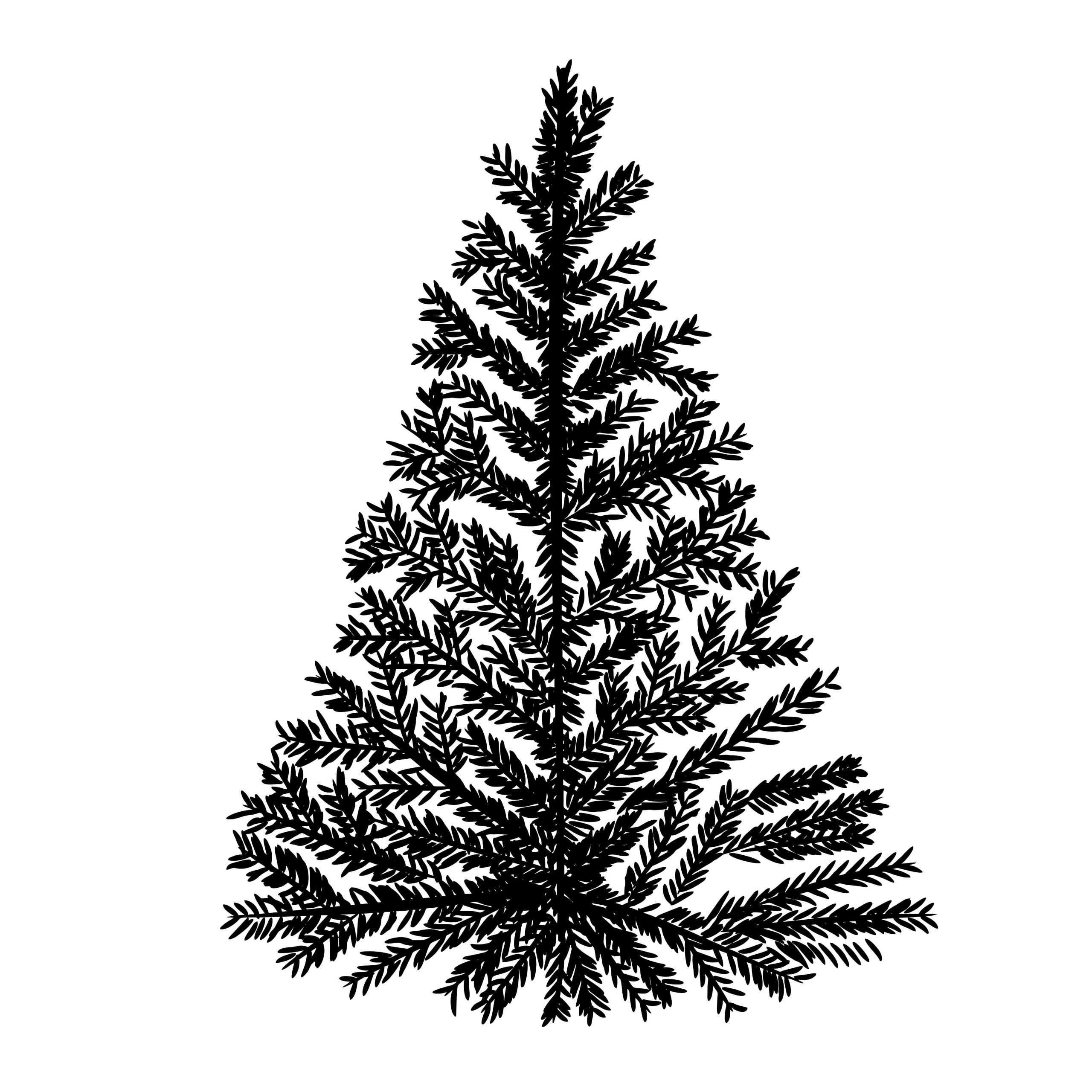 Sapin